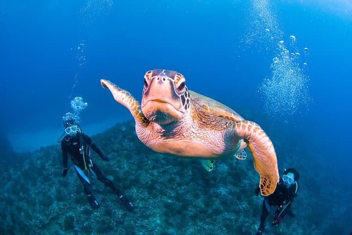 Discover Scuba Diving with Sea Turtle Course in Yakushima — photo 4