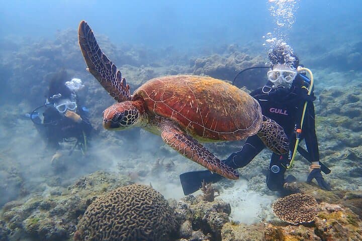 Discover Scuba Diving with Sea Turtle Course in Yakushima — photo 5