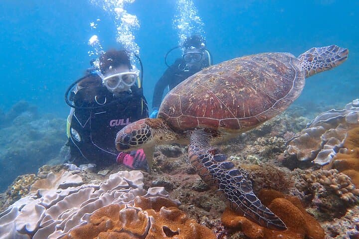 Discover Scuba Diving with Sea Turtle Course in Yakushima — photo 7