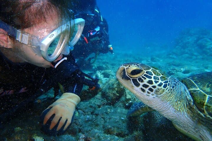 Discover Scuba Diving with Sea Turtle Course in Yakushima — photo 9