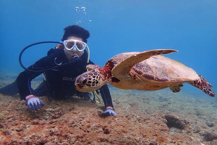 Discover Scuba Diving with Sea Turtle Course in Yakushima — photo 10