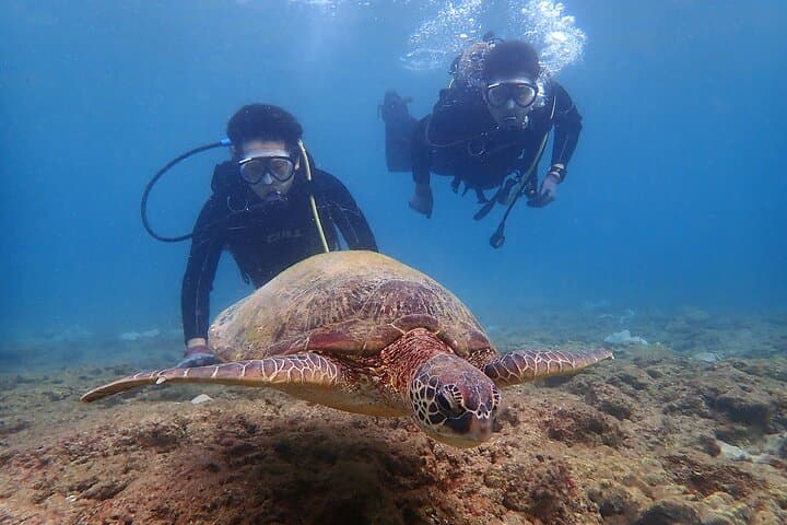 Discover Scuba Diving with Sea Turtle Course in Yakushima — photo 11