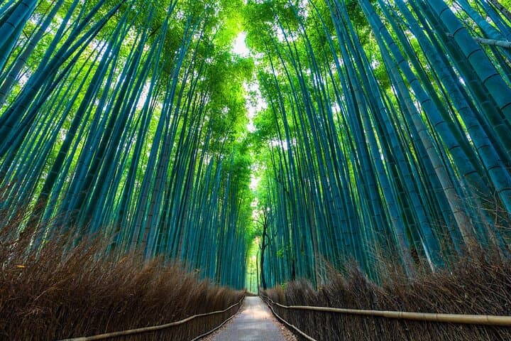 Kyoto 6hr Instagram Highlights Private Tour with Licensed Guide — photo 2