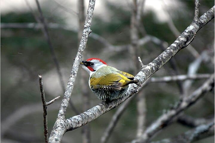 Private Morning Hike Around Nikko Toshogu Shrine — photo 6