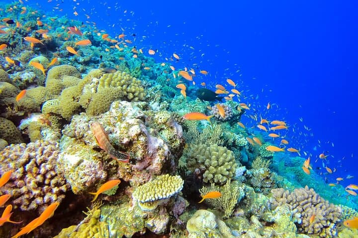 Naha: Full-Day Introductory diving & Snorkeling in the Kerama Islands, Okinawa — photo 6