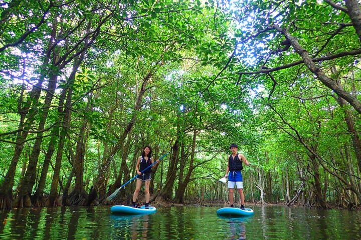 Okinawa Iriomote Mangrove SUP or Canoe Tour — photo 13