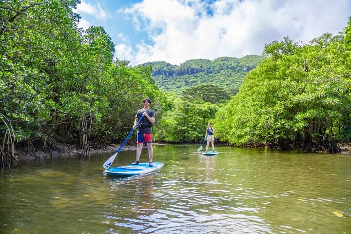 Okinawa Iriomote Mangrove SUP or Canoe Tour — photo 10