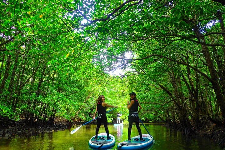Okinawa Iriomote Mangrove SUP or Canoe Tour — photo 5