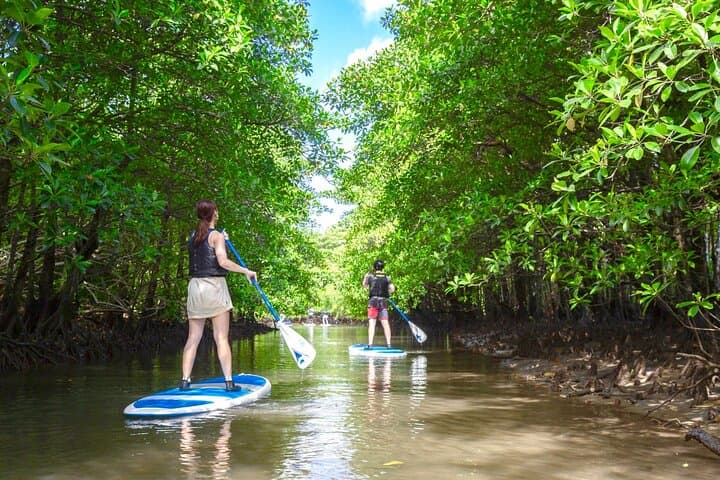 Okinawa Iriomote Mangrove SUP or Canoe Tour — photo 11