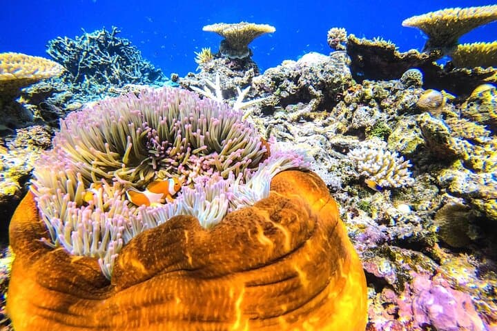 Okinawa Iriomote Snorkeling Tour at Coral Island — photo 16