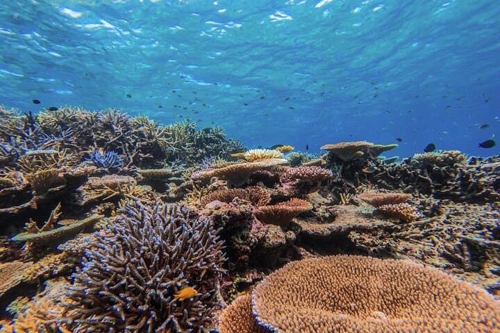 Iriomote Island 1-Day Snorkeling & Mangrove SUP or Canoe — photo 2