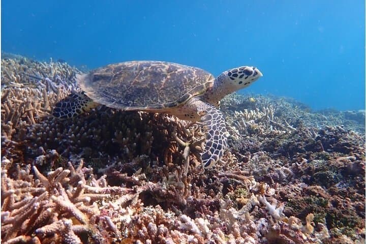 Okinawa Iriomote Snorkeling Tour at Coral Island — photo 7