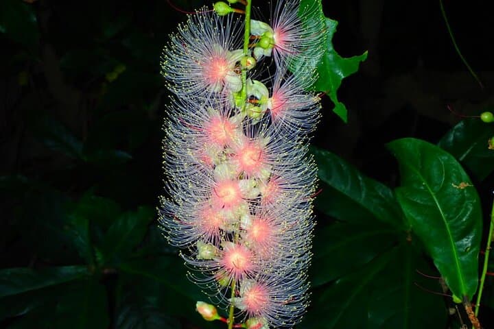 Okinawa Iriomote Island Night Viewing Sagaribana, a Phantom Flower Overnight (June-August only) — photo 3