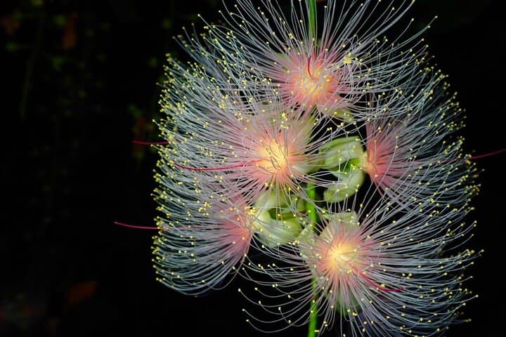 Okinawa Iriomote Island Night Viewing Sagaribana, a Phantom Flower Overnight (June-August only) — photo 2