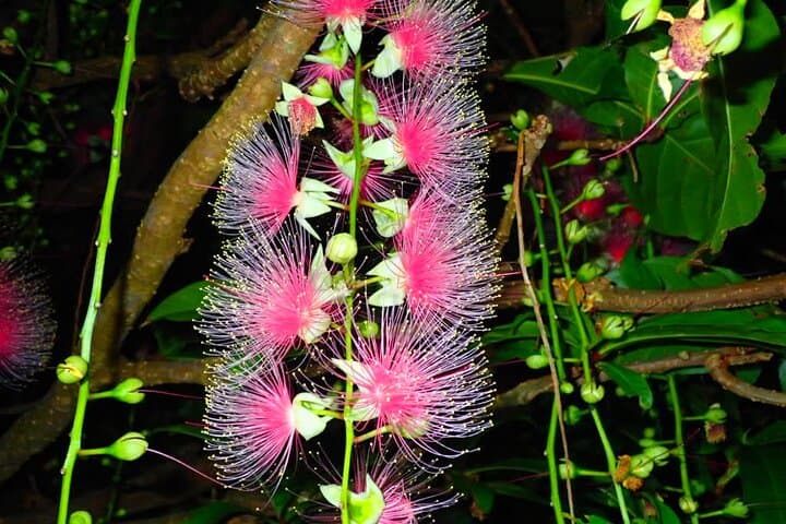 Okinawa Iriomote Island Night Viewing Sagaribana, a Phantom Flower Overnight (June-August only) — photo 6