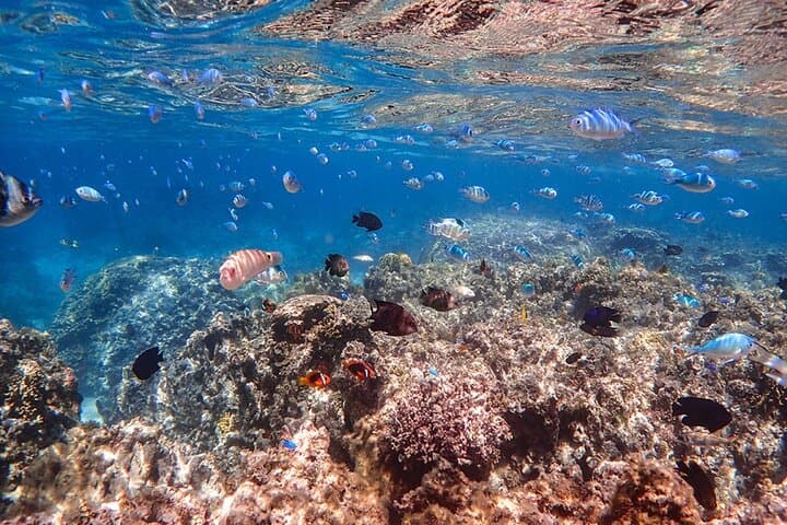 Okinawa Ishigaki Blue Cave Snorkeling Tour — photo 12