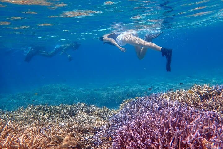 Ishigaki Mangrove SUP or Canoeing and Phantom Island Snorkeling — photo 4