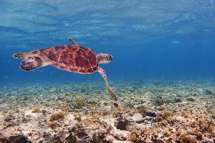 Okinawa Ishigaki Blue Cave Snorkeling Tour — photo 14