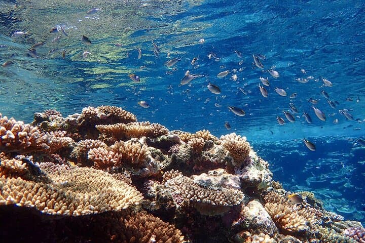 Okinawa Ishigaki Blue Cave Snorkeling Tour — photo 15