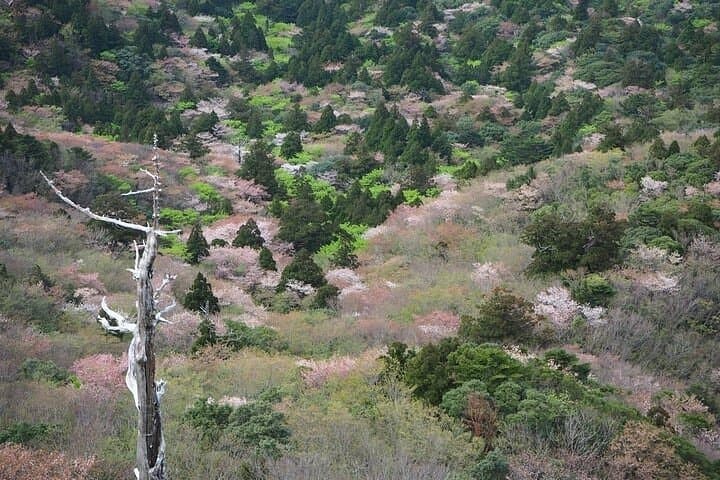 Yakushima 1 day SHIRATANI UNSUIKYO Walking with ENGLISH Speaking Guide — photo 2