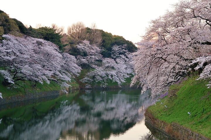 Cherry Blossom Tour in Tokyo by Private Vehicle — photo 2