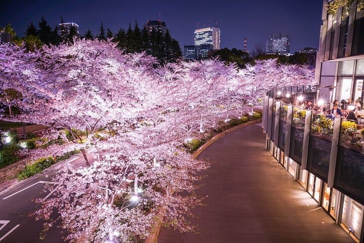 Cherry Blossom Tour in Tokyo by Private Vehicle — photo 3