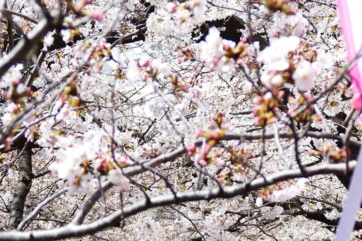 Cherry Blossom Tour in Tokyo by Private Vehicle — photo 4