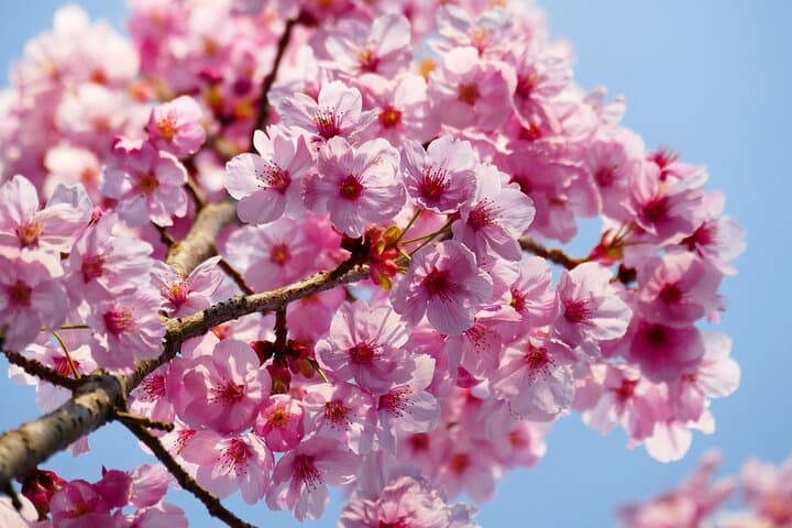 Cherry Blossom Tour in Tokyo by Private Vehicle — photo 5