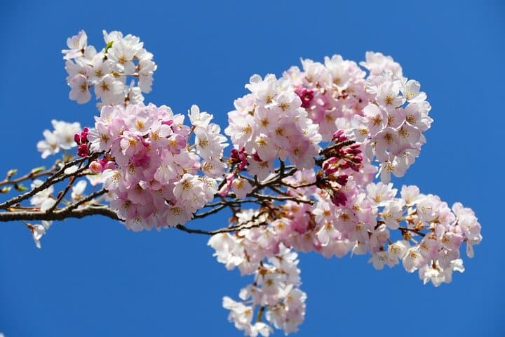 Cherry Blossom Tour in Tokyo by Private Vehicle — photo 6