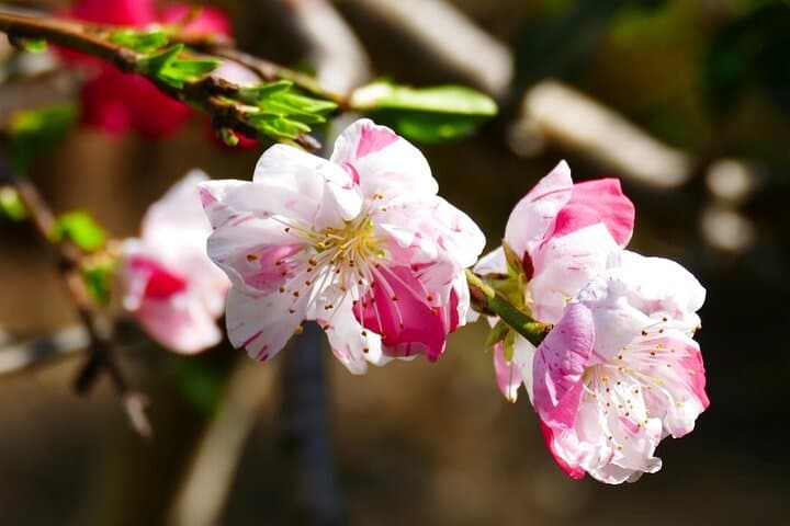 Cherry Blossom Tour in Tokyo by Private Vehicle — photo 7