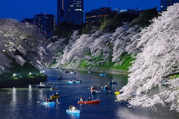 Cherry Blossom Tour in Tokyo by Private Vehicle — photo 8