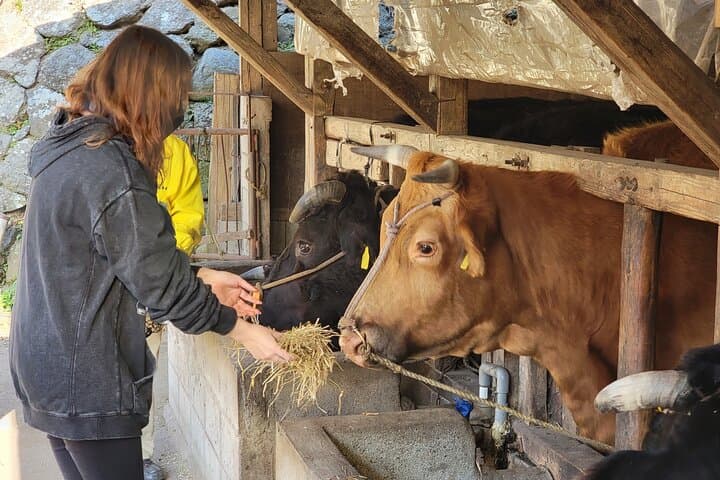 Enjoy a walk, lunch, and tea time at the 2000 years old Teno Farm Village. — photo 6