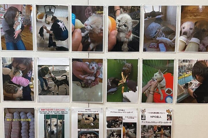 Ticket to Imai Museum with Mizuhiki and Cat Dog Photo Exhibition — photo 6