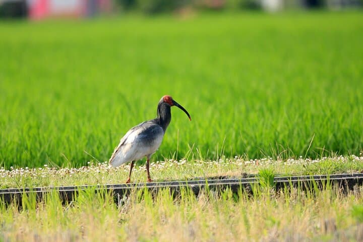 Sado Island Tour with Licensed Guide and Vehicle (Niigata Dep.) — photo 4