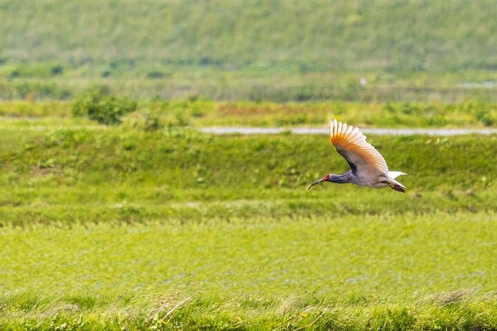 Sado Island Tour with Licensed Guide and Vehicle (Niigata Dep.) — photo 6
