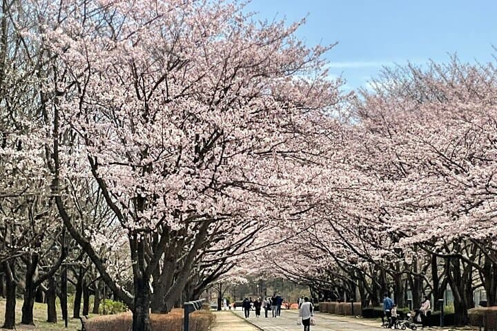 Cherry Blossom Highlights, Asakusa, Ueno, Imperial Palace Garden — photo 2