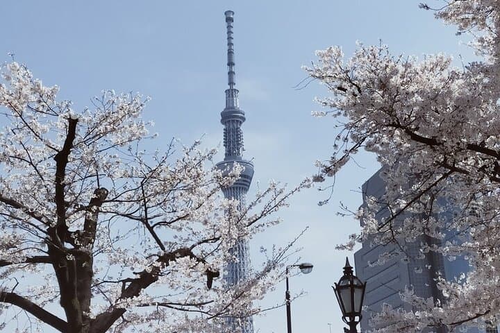 Cherry Blossom Highlights, Hamarikyu, Asakusa and Meiji Shrine — photo 3