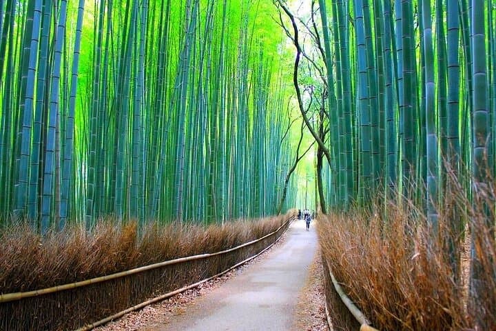 Private Walking Tour in Bamboo Forest & Hidden Spots in Arashiyama — photo 5