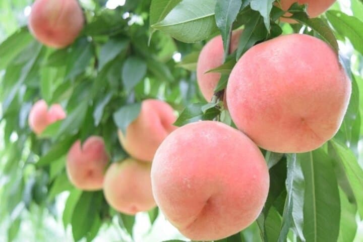 Seasonal Mt. Fuji Scenic Views, Fruit Picking and Ropeway Ride — photo 15