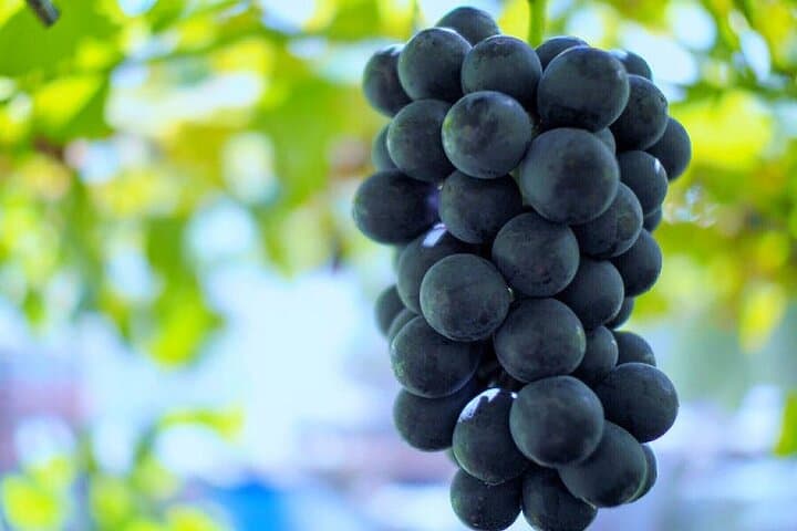 Seasonal Mt. Fuji Scenic Views, Fruit Picking and Ropeway Ride — photo 17