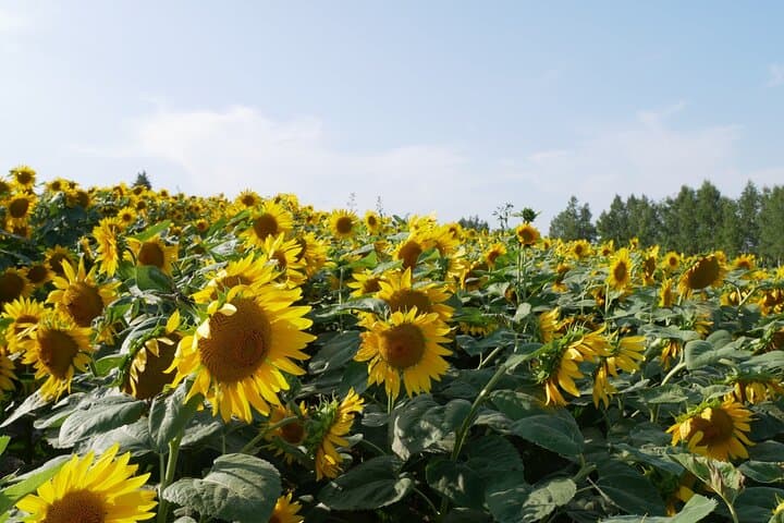 Furano Biei Tour Sapporo DEP: English Speaking Driver, No Guide — photo 4