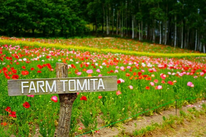 Furano Biei Tour Sapporo DEP: English Speaking Driver, No Guide