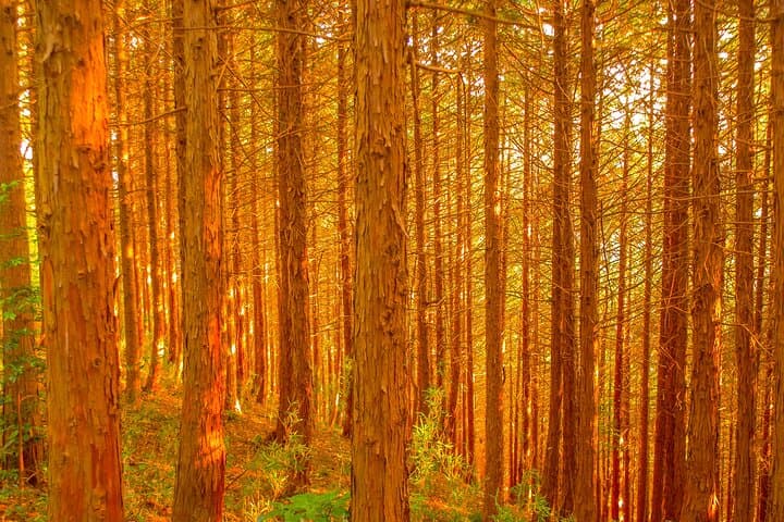 Mt.TAKAO Trekking 1 Day Tour by Private Vehicle — photo 9