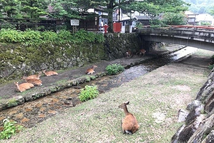 Private Sandankyo Valley Tour from Hiroshima with a Local Guide — photo 7