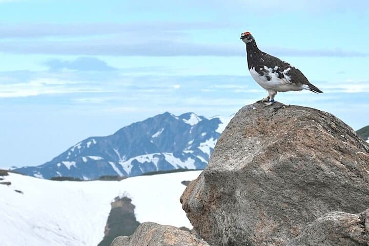 (Spring Only) 1-Day Snow Walls of Tateyama-Kurobe Alpine Route Tour — photo 5