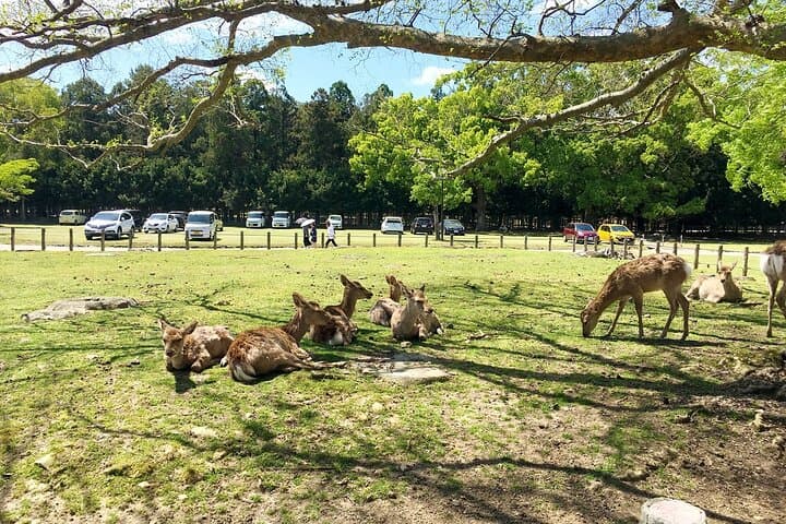 Kyoto & Nara 1 Day Private Charter Car Tour from Osaka or Kyoto — photo 3
