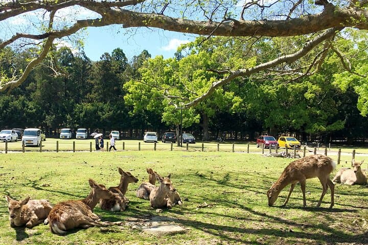 Nara Half Day Walking Tour — photo 3