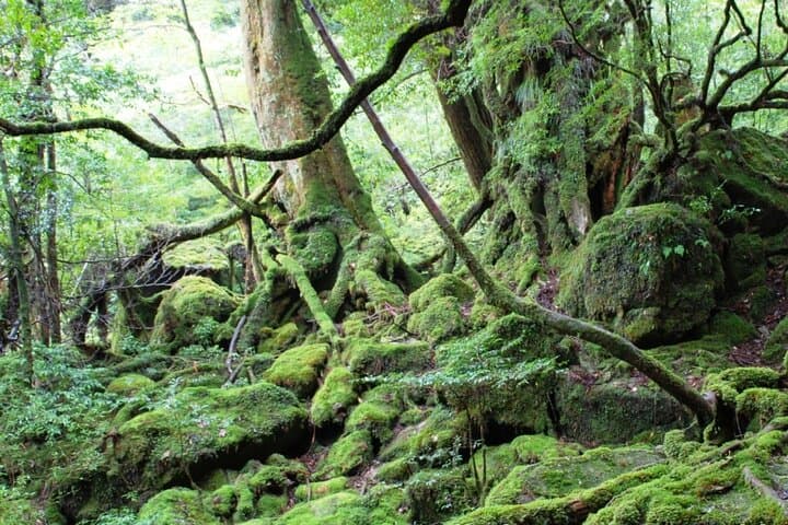 Yakushima 1 day SHIRATANI UNSUIKYO Walking with ENGLISH Speaking Guide — photo 3