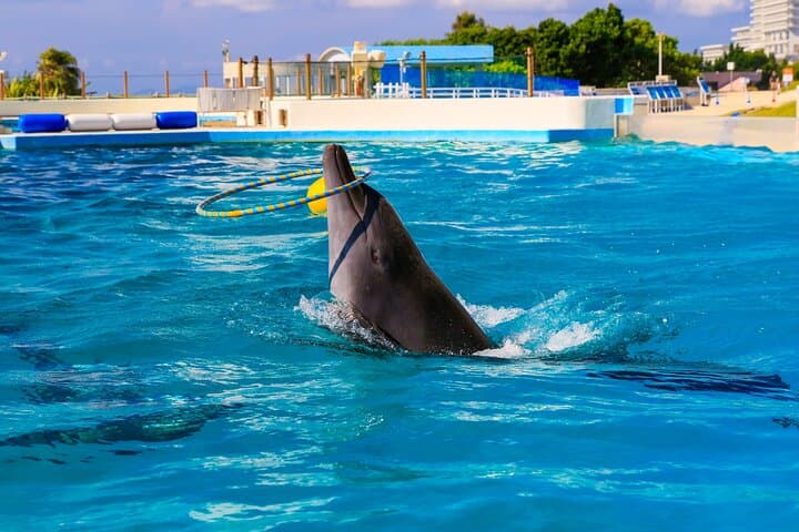 Okinawa HIP-HOP BUS B - 2 Course Tour (Okinawa Churaumi Aquarium) — photo 5