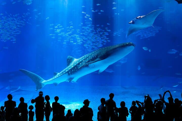 Okinawa HIP-HOP BUS B - 2 Course Tour (Okinawa Churaumi Aquarium) — photo 3